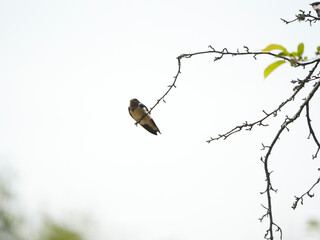 The little swallows waiting to be fed