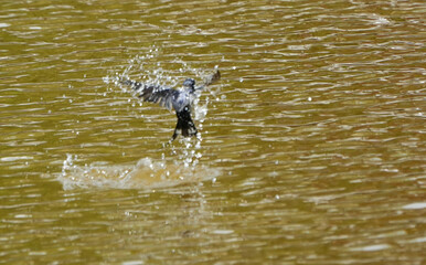 The little swallows waiting to be fed