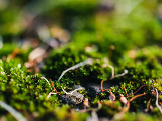 Green moss