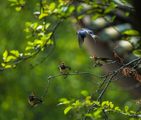 The little swallows waiting to be fed