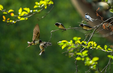 The little swallows waiting to be fed