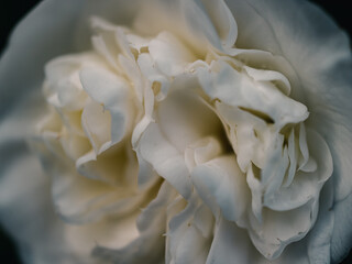 Close up of a flower