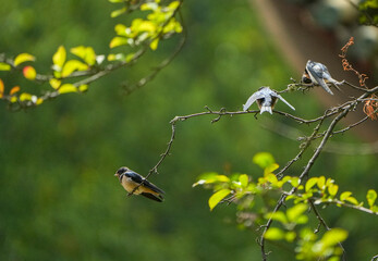 The little swallows waiting to be fed