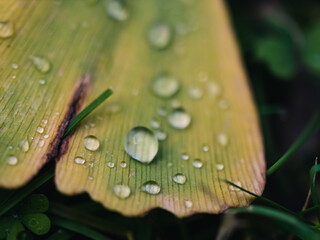 water drops on a leaf