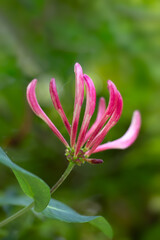 Closeup of unopened flowers of Common Honeysuckle (Lonicera periclymenum) in a garden in early summer