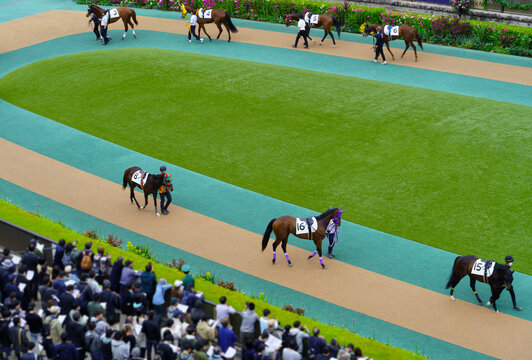 札幌競馬場パドック