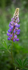 Vertical panorama of  blue Lupin (unknown Variety) in a garden in early summer