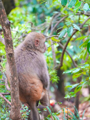 wild macaque sitting on a branch