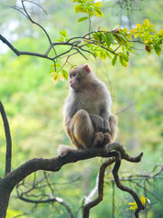wild macaque sitting on a branch