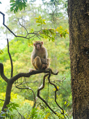 wild macaque sitting on a branch