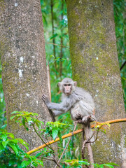 japanese macaque sitting on a branch