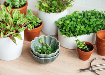 Indoor Herb Garden Kit With Fresh Green Plants