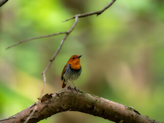 森の中で静かに枝に留まっているコマドリの雄