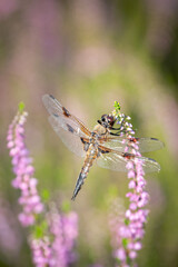 Four-spotted chaser (Libellula quadrimaculata) on a flower, Belgium