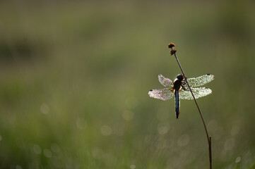 Female scarce chaser (libellula fulva) in the morning dew, Belgium