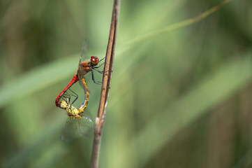 Ruddy darters (Sympetrum sanguineum) coupling wheel, Belgium