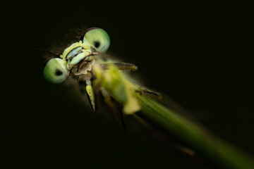 Frontal portrait of a female blue-tailed damselfly (Ischnura elegans), Netherlands © Herlinde