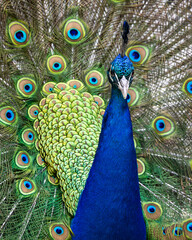 Obraz premium Full frame colorful portrait of male peacock, showing of it's tail feathers. Looking towards camera.