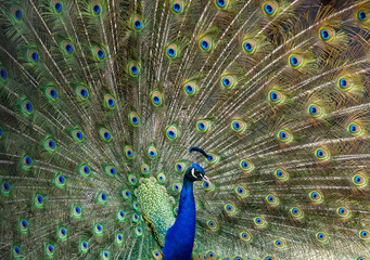Fototapeta premium Full frame colorful portrait of male peacock, showing of it's tail feathers.