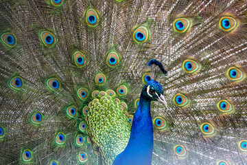 Obraz premium Full frame colorful portrait of male peacock, showing of it's tail feathers.