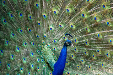 Obraz premium Full frame colorful portrait of male peacock, showing of it's tail feathers.