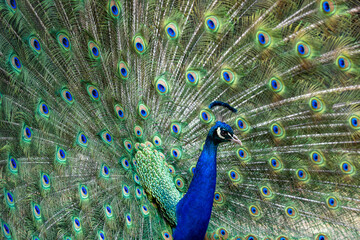 Obraz premium Full frame colorful portrait of male peacock, showing of it's tail feathers.