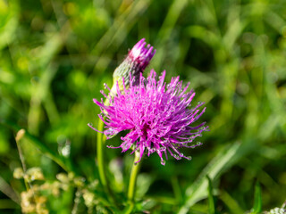 朝露に濡れた鮮やかなアザミの花