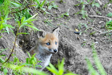 幼いキツネ