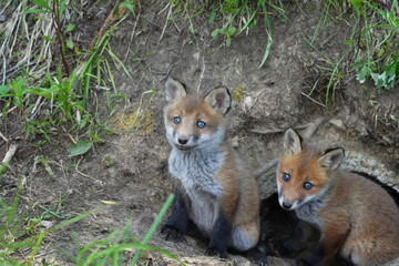 Obraz premium 周りを見る子キツネ