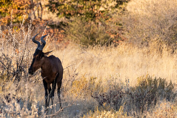 Closeup of a Red Hartebeest - Alcelaphus buselaphus Caama- also known as the Kongoni, or Cape Hartebeest on the plains of Etosha National Park, Namibia.