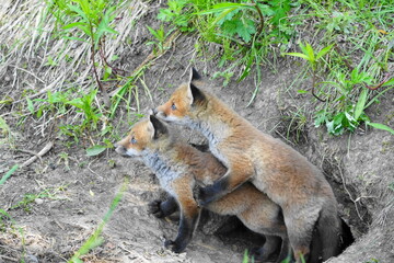 周りを見る子キツネ