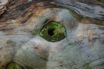 A beautiful texture of the tree in the section and the trunks themselves