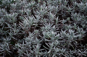 The texture of the leaves of a decorative bush