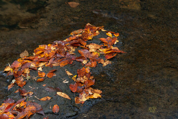 流れ着いた落ち葉