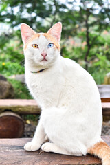 White Stray Cat with Different Eye Color