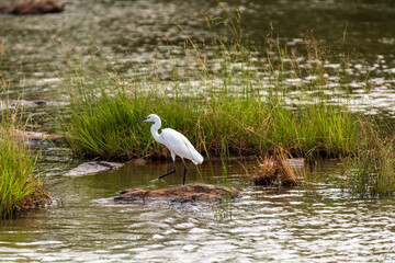 African safary egret