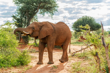 African safary elephant