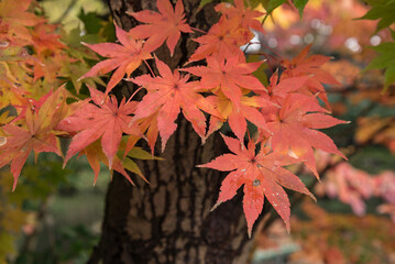 庭園の赤いカエデ