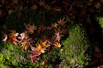 落ち葉に射す光