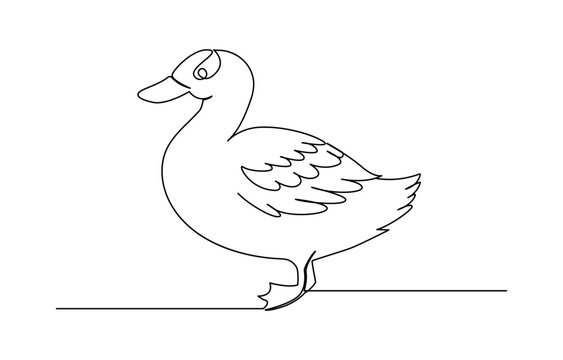recommend clip art: Duck in one continuous line drawing vector illustration. Pro vector, duck continuous line vector illustration, Continuous single line art drawing of pet animal duck concept outline vector illustration