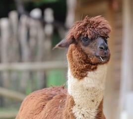 Fototapeta premium alpaca in the zoo