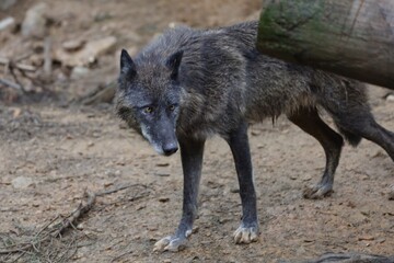 Fototapeta premium Wolf in der Natur