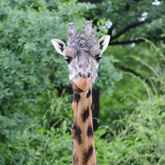Giraffe 