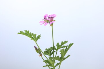 Obraz premium Isolated rose geranium (Pelargonium graveolens) on white background 