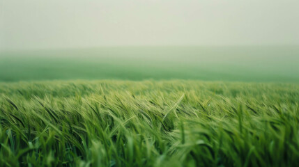 Fototapeta premium wheat field against the background of a cloudy sky