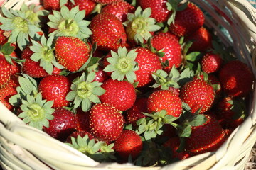ripe strawberries in a basket