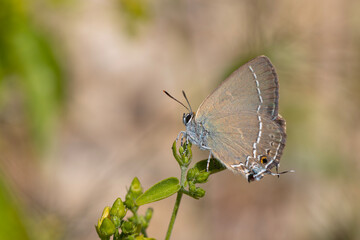 brown butterfly on plant, Riley's Hairstreak, Satyrium marcidum