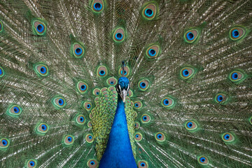 Obraz premium peacock island