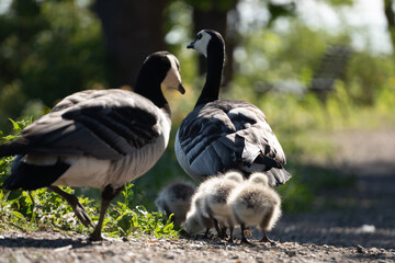goose family