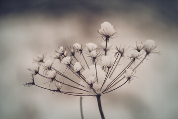 impressions of winter